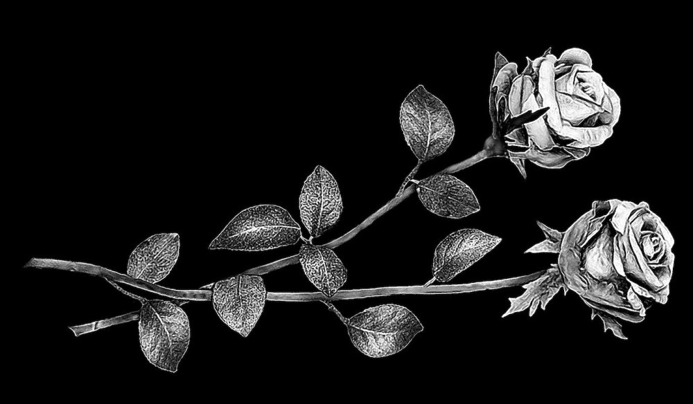 Темные гвоздики