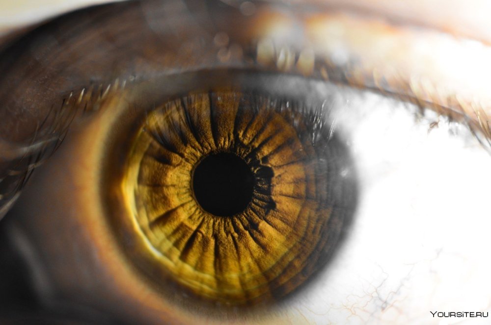 Радужка карих глаз