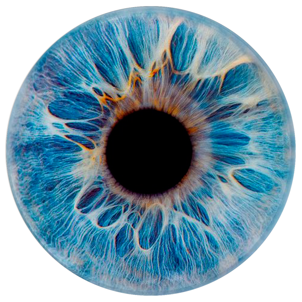 Ирис Радужная оболочка глаза