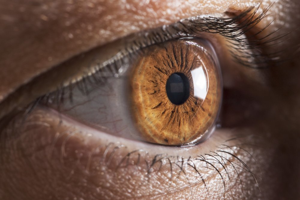 Я начало глаза Софи