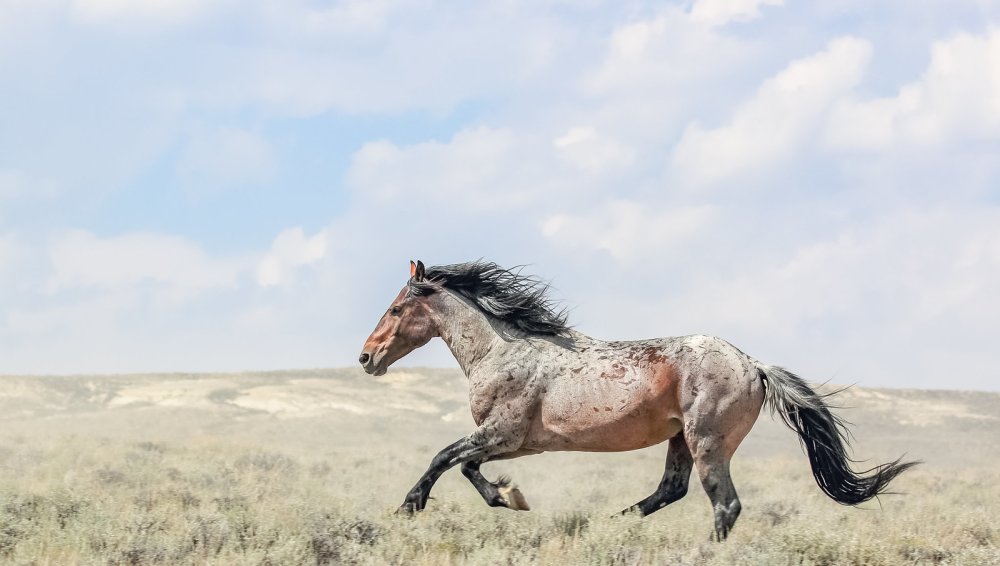 Вороной жеребец Мустанг