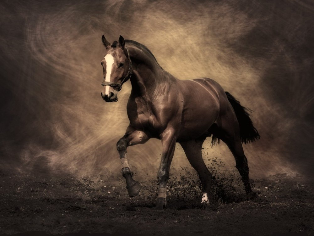 Красивые пейзажи с лошадьми