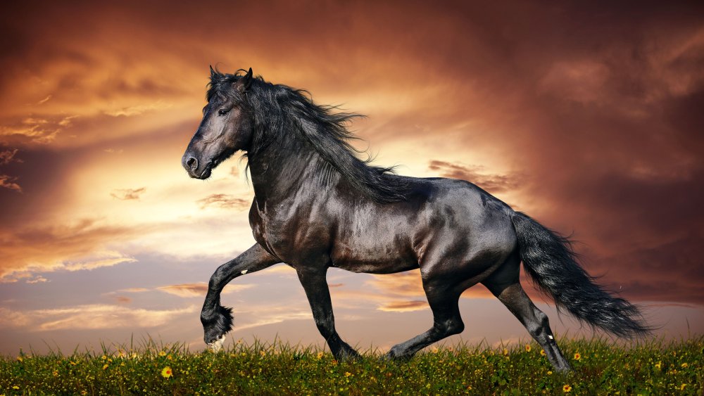 Табун лошадей