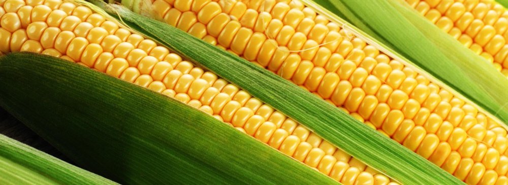 Окультуривание кукурузы