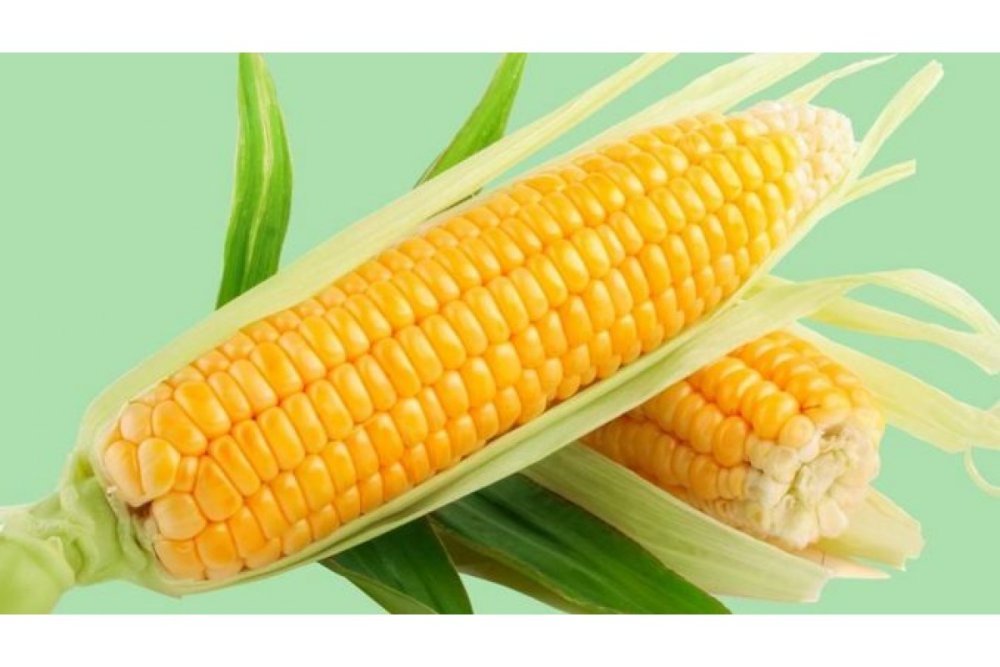 Семена кукурузы скап 252 св