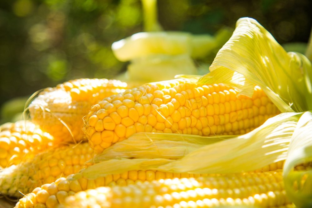 Вареная кукуруза реклама