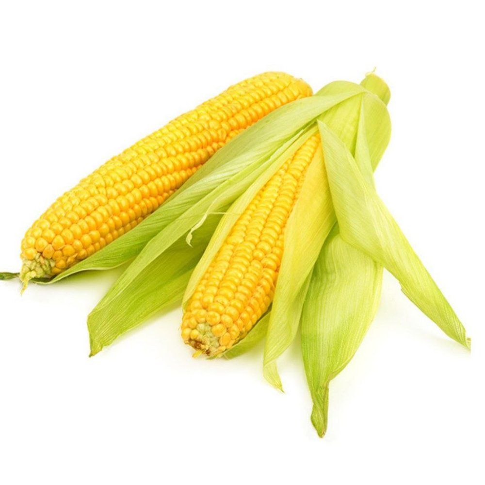 Кукурузный початок на белом фоне