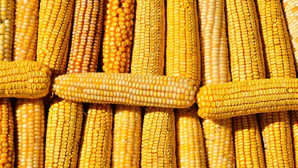 Живая кукуруза