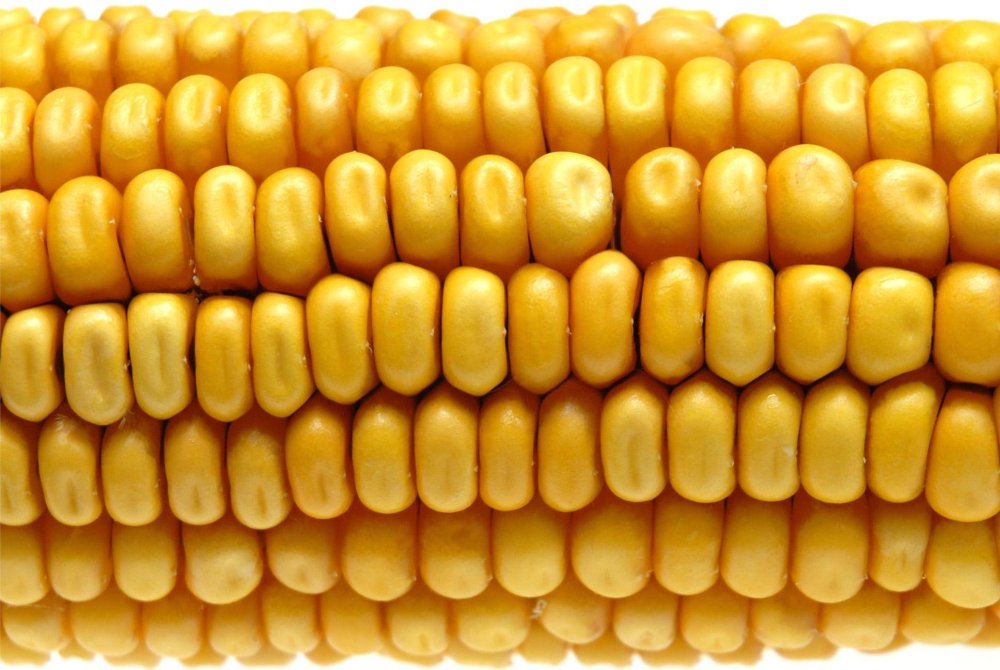 Кукуруза текстура