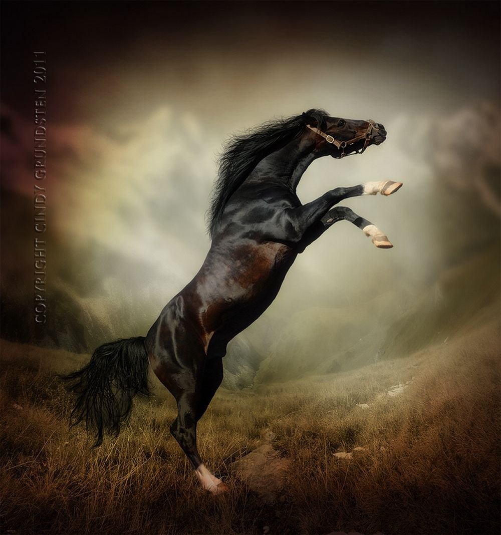 Картина лошади