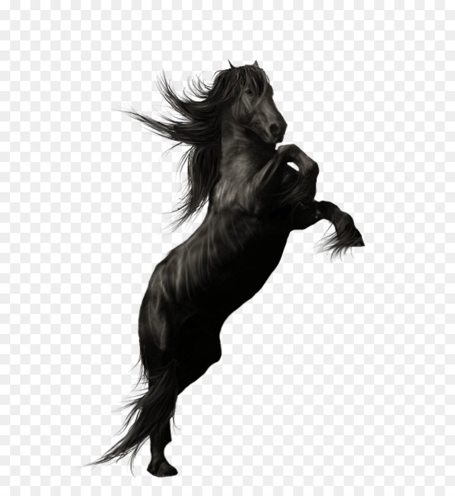 Лошадь на дыбах