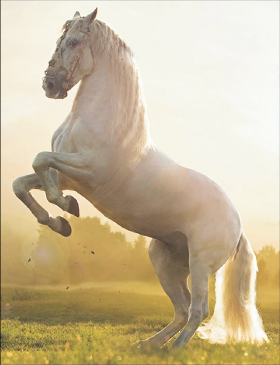 Фризская лошадь на закате