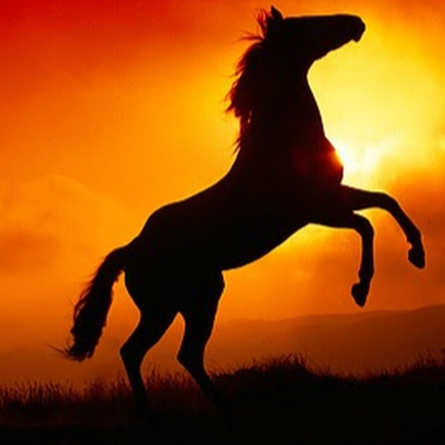 Фото лошади на дыбах с красным элементом