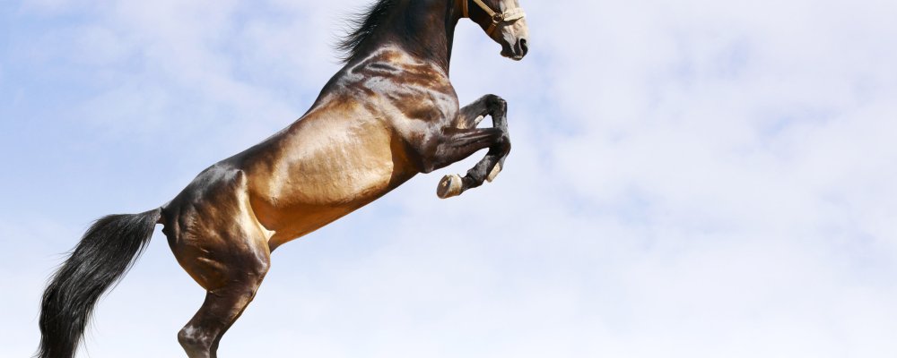 Лошадь перед прыжком
