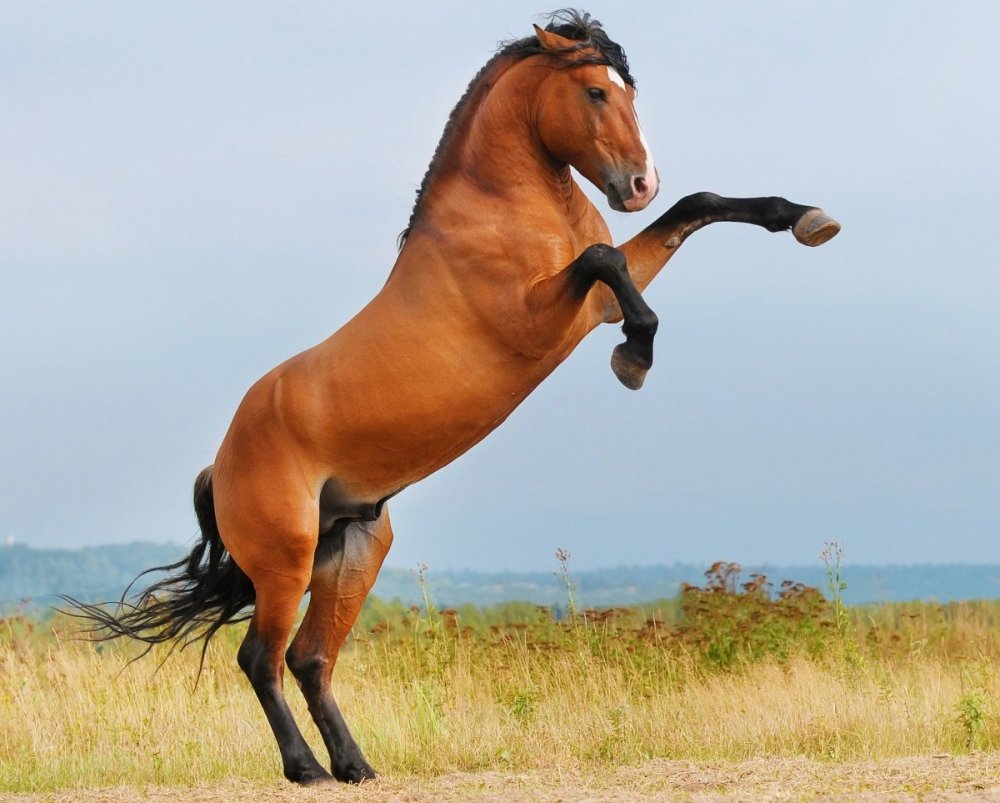 Black Desert конь дум