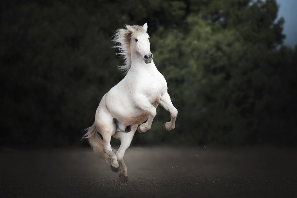 Лошадь на дыбах