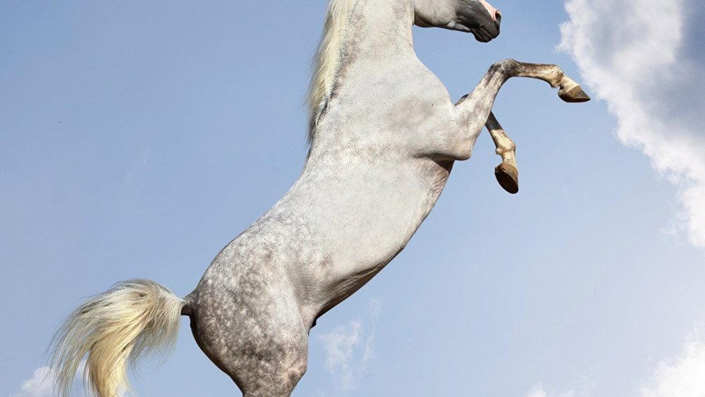 Конь на дыбах