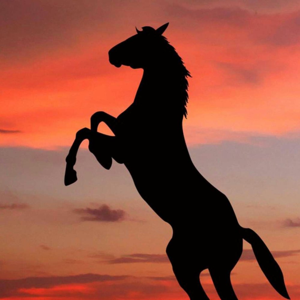 Мустанг лошадь