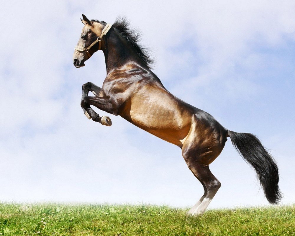 Буденная лошадь