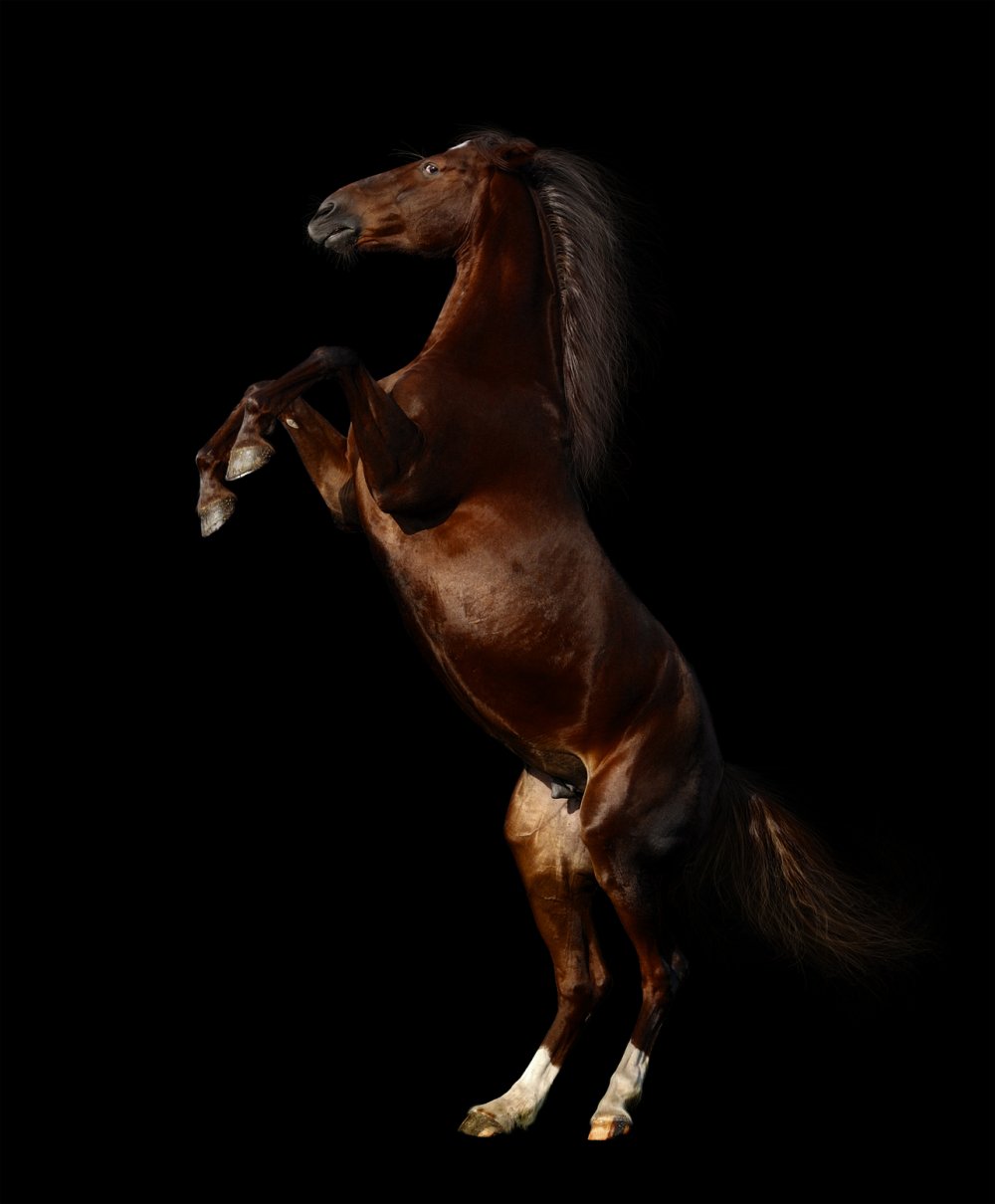 Дикий гнедой Мустанг