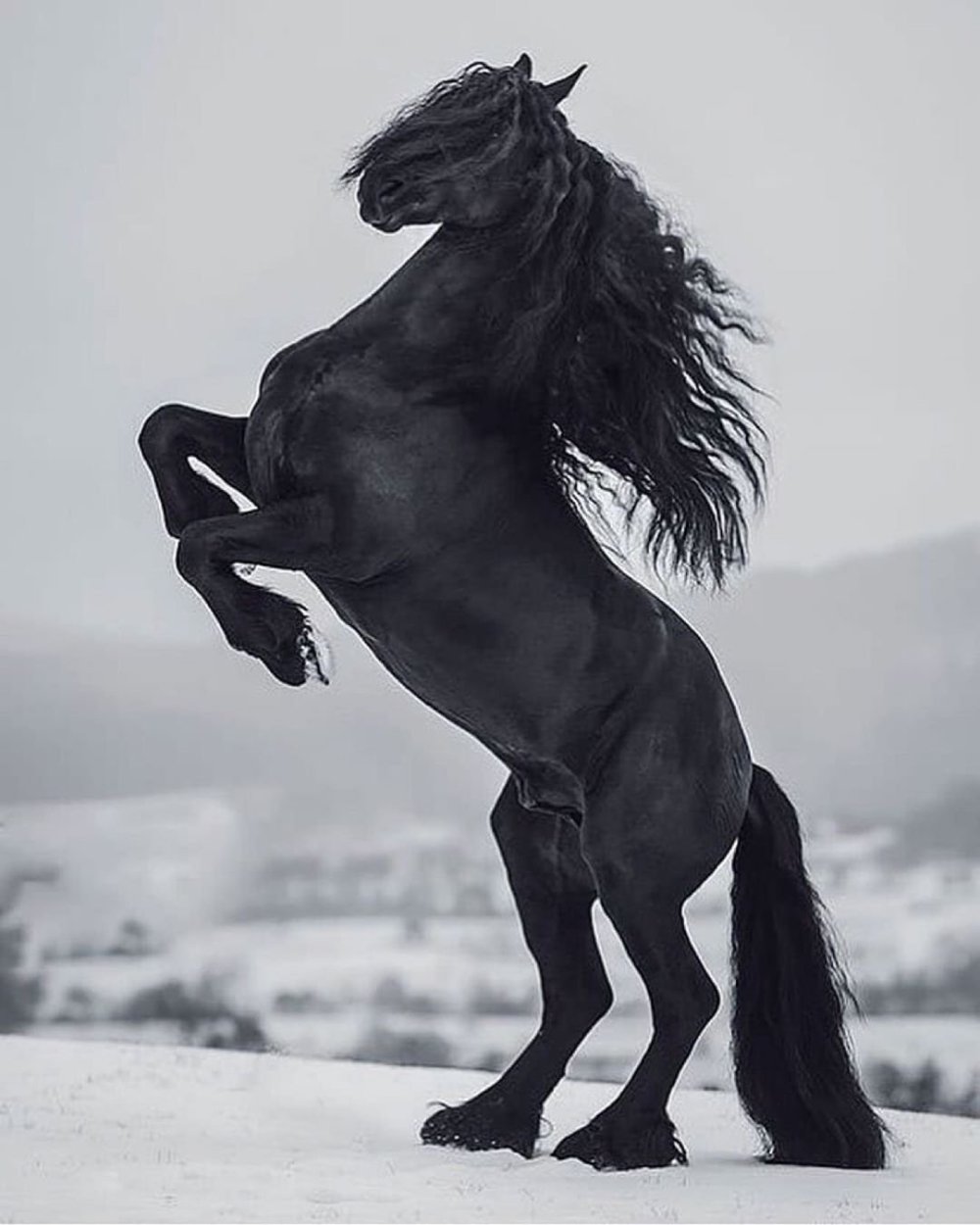 Лошадь на дыбах трафарет