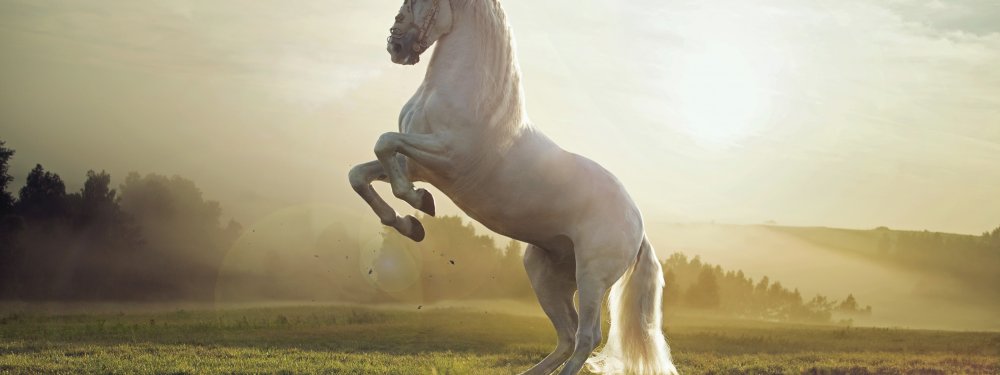 Конь на дыбах на белом фоне