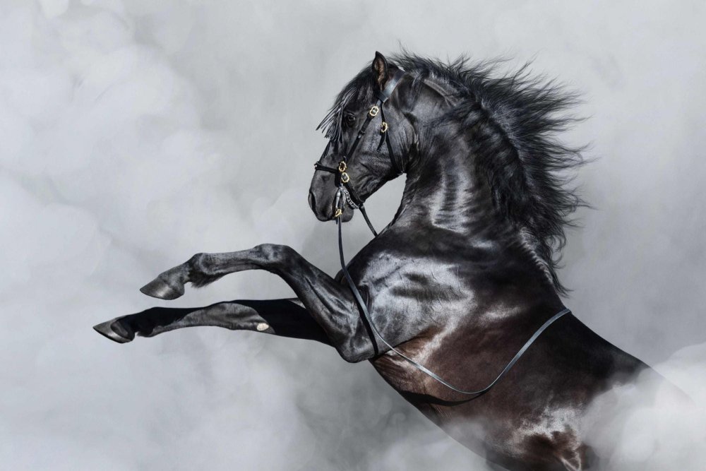 Конь на двух ногах