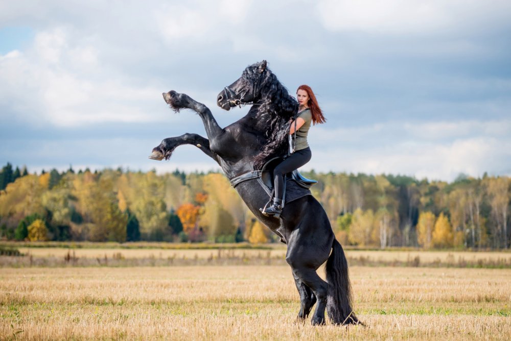 Фризская порода лошадей Вороная
