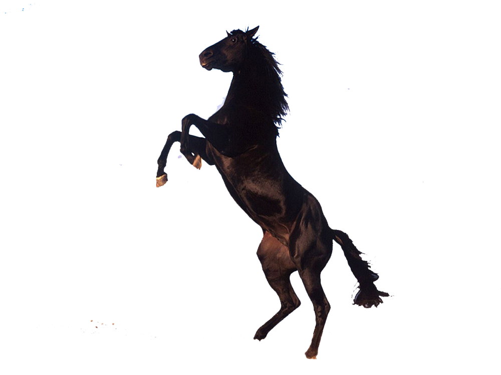 Лошадь на дыбах вектор