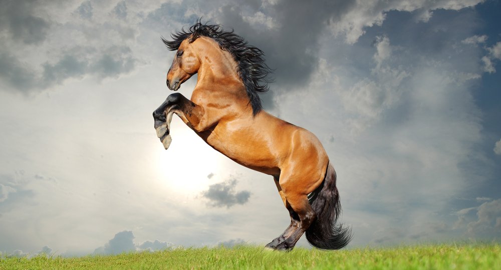 Лошадь на дыбах