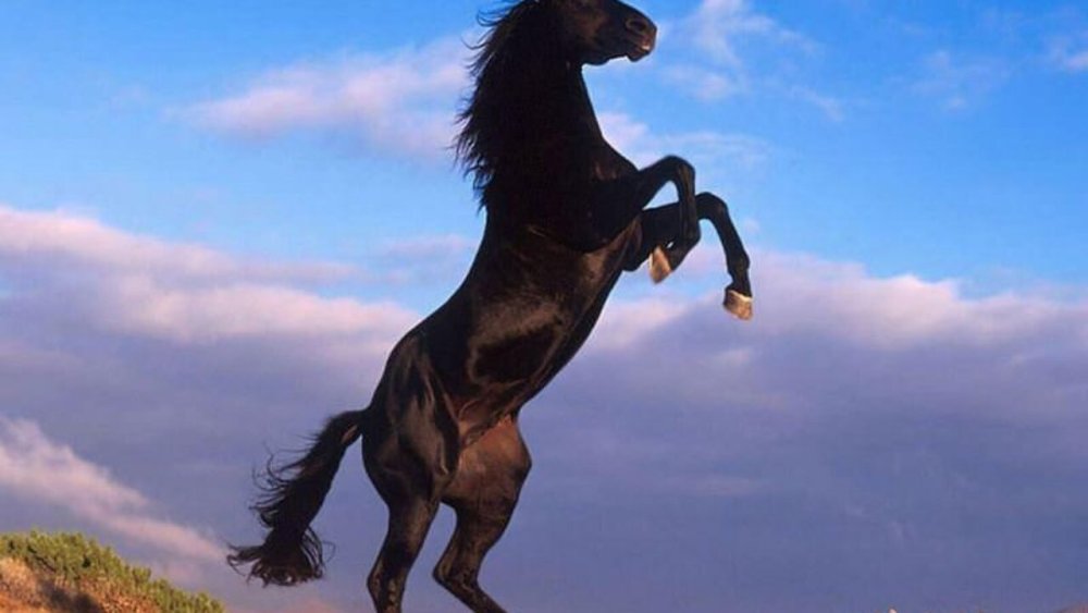 Лошади на закате