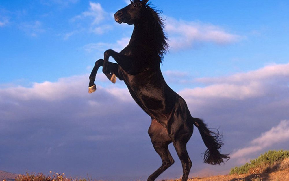 Лошадь черный