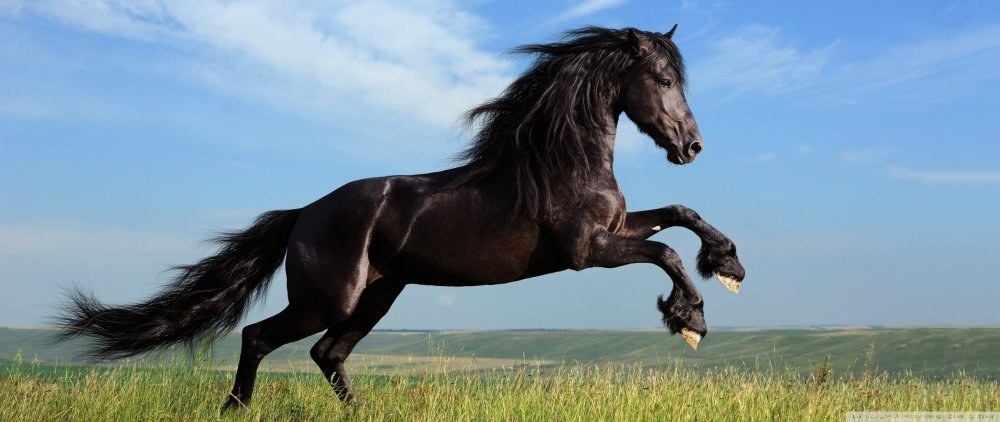 Лошадь в профиль обои