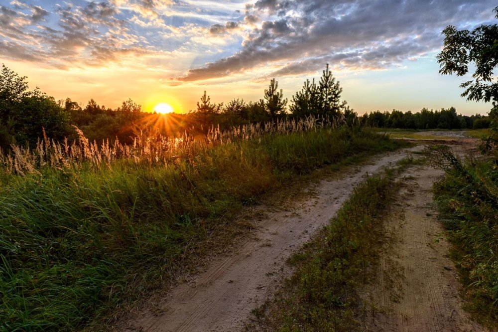 Лес Проселочная дорога Россия