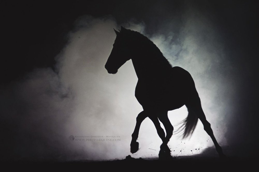 Лошадь ест траву