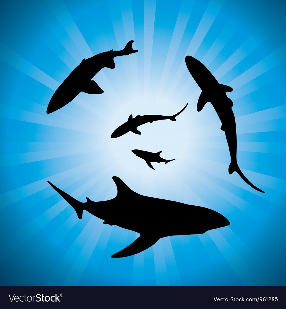 Акула в стае рыб