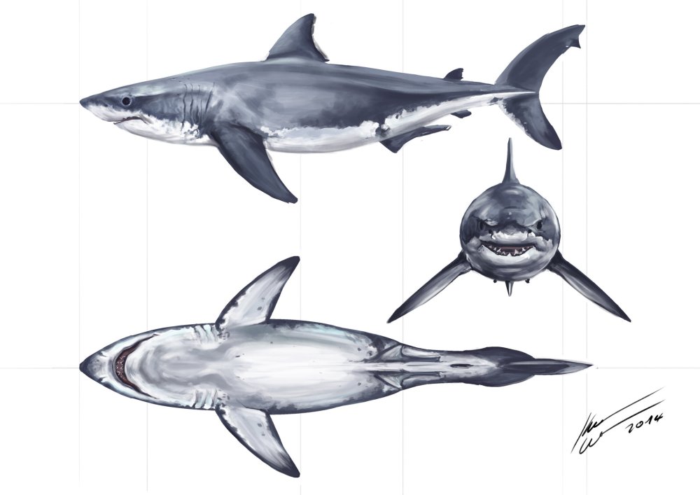 МЕГАЛОДОН сбоку