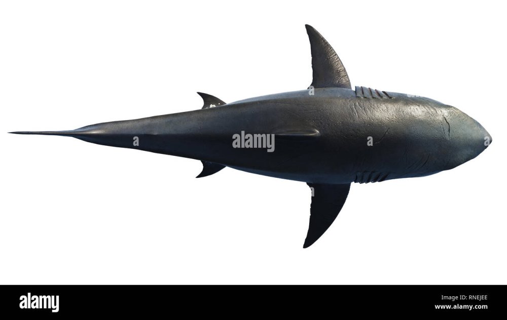 Белая акула вид сверху