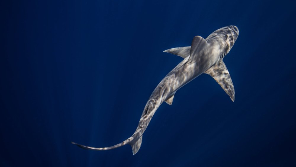 Акула плывет вид сверху