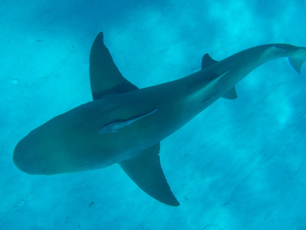 Рыбка Минимализм