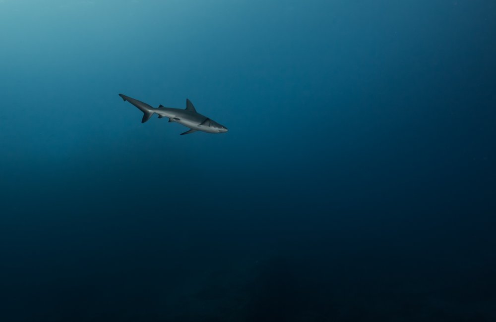 Акула под водой