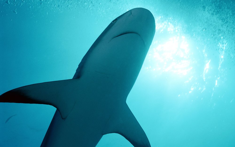 Акула вид снизу