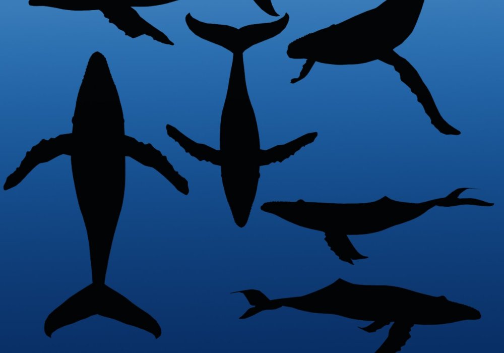 Акула Эстетика