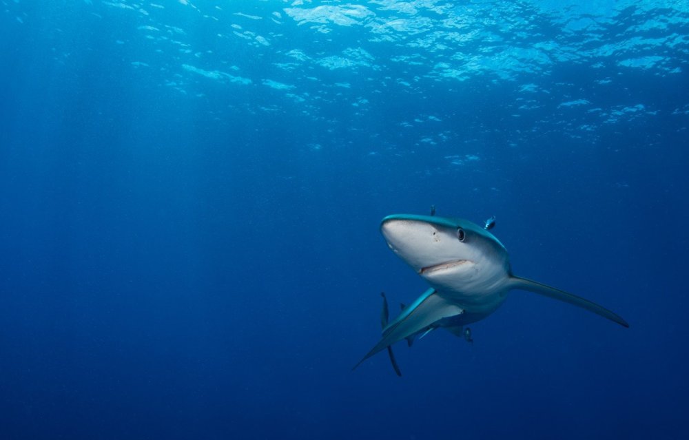 Паттерн акула