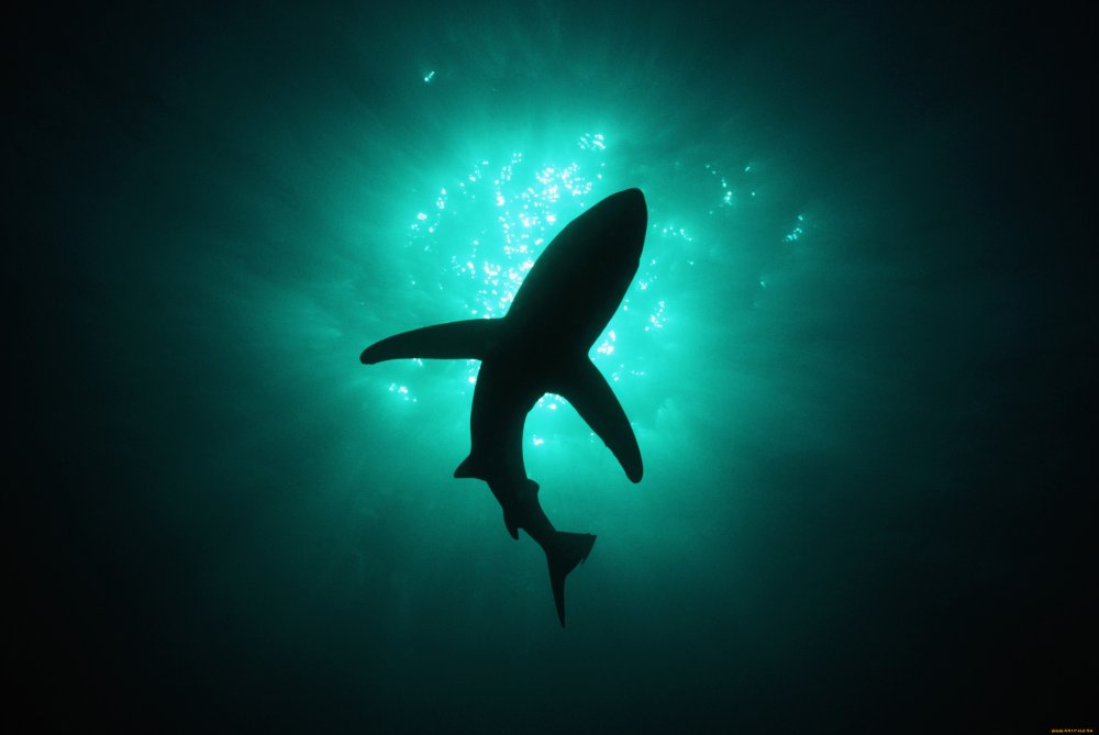 Паттерн акула