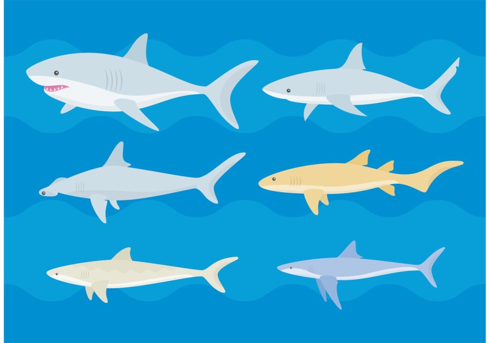 Акула Минимализм