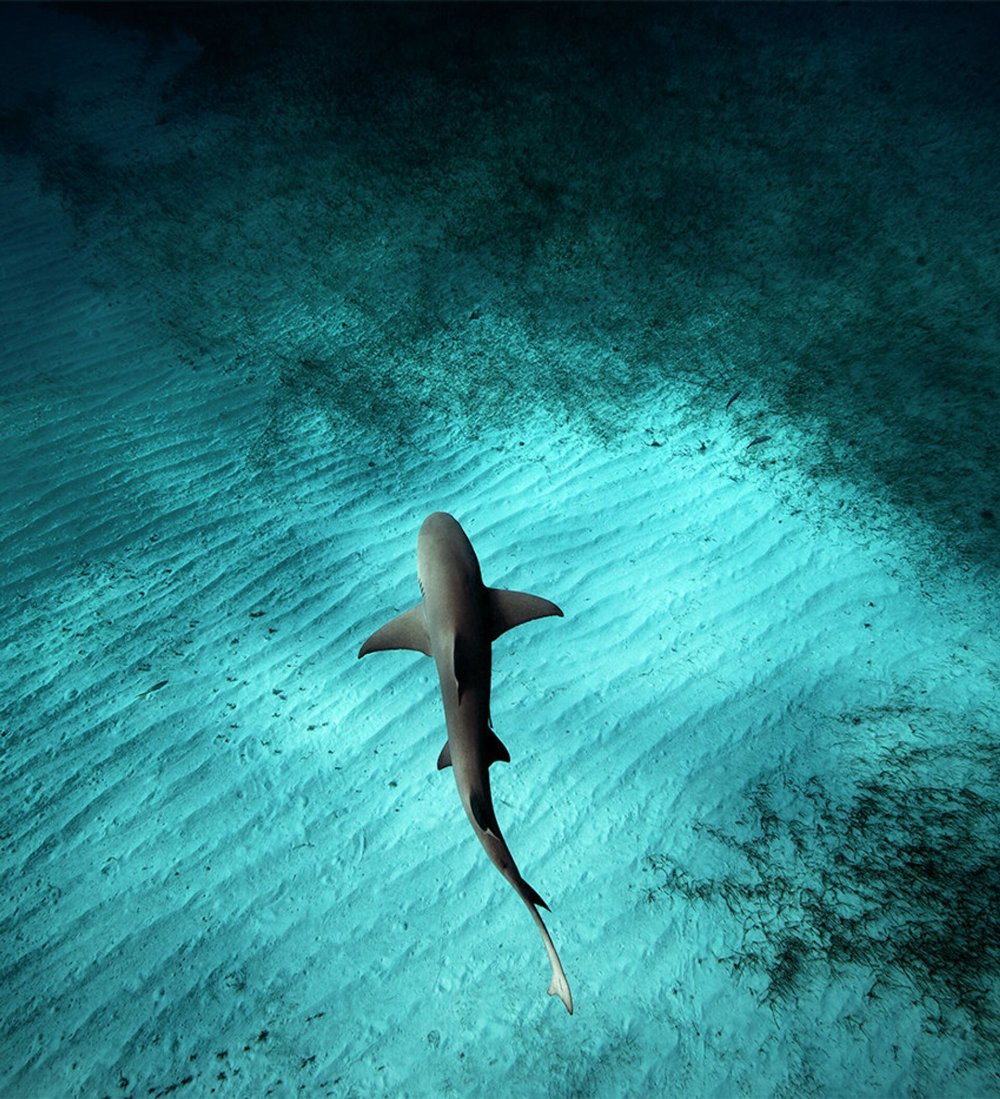 Заставка на рабочий стол акула