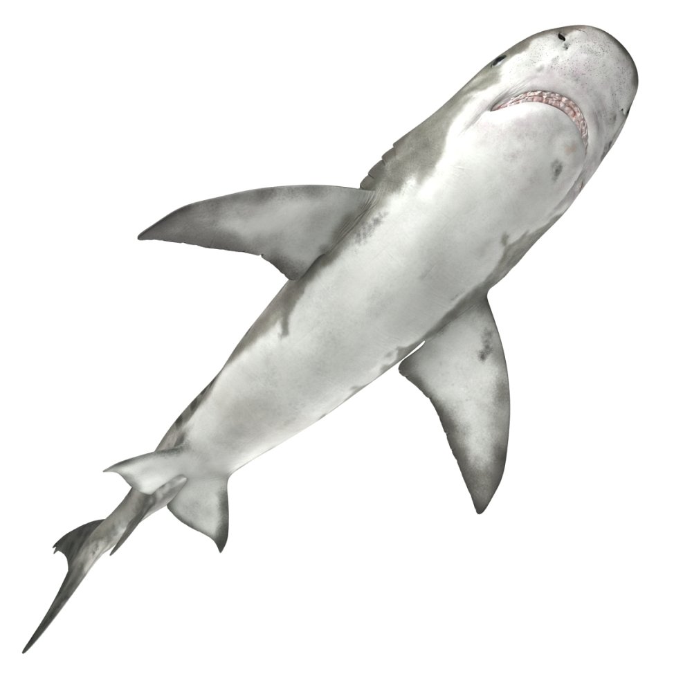 Заставка на рабочий стол акула