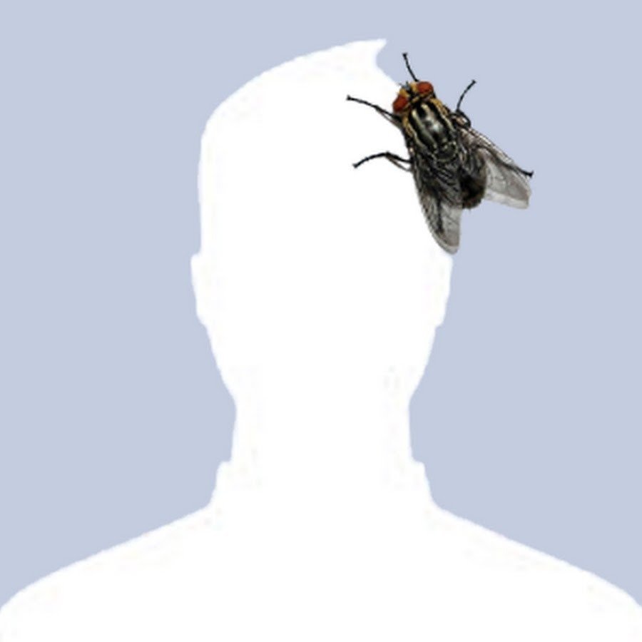 Муха на экране