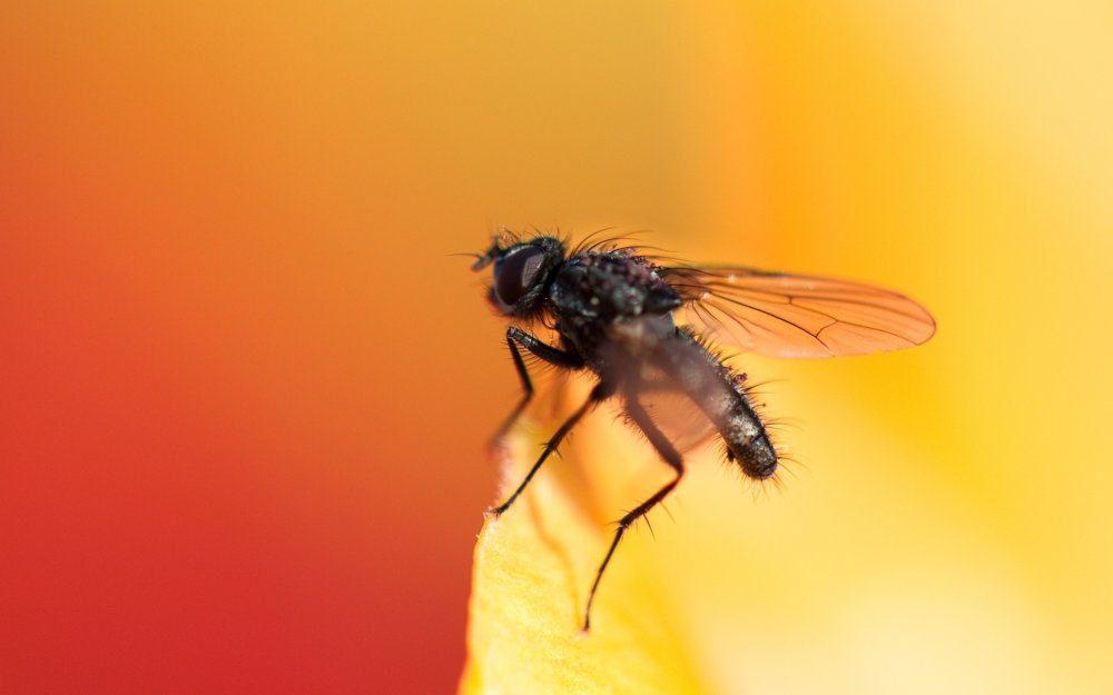 Желтый комар